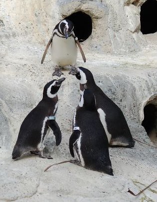Okay, so this penguin walks into a bar...
