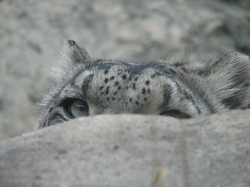 Snow Leopard Stalking