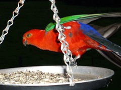Parrot