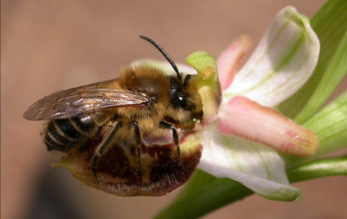 زهرة تتنكر الى درجة انها تخدع النحل نفسه!