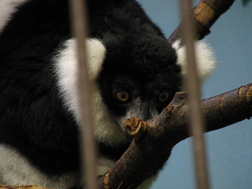White Ruffed Lemur