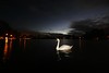 The lonely swan