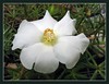 Portulaca grandiflora - a white variety