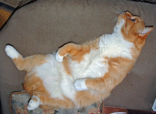 silly orange cat on his back