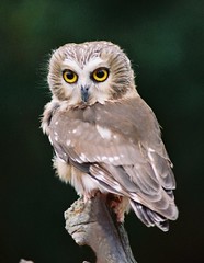 Saw-Whet owl