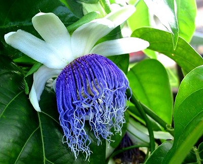 Fleur de Kouzou