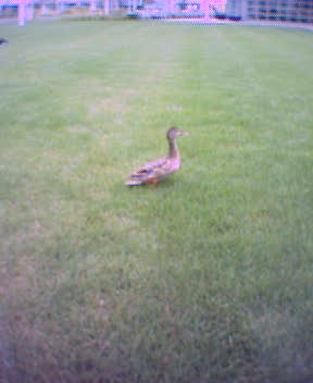confused duck in the middle of the Y! quad