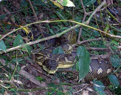 Carpet Python