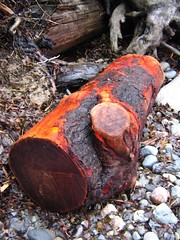 red log • <a style="font-size:0.8em;" href="http://www.flickr.com/photos/70272381@N00/343447244/" target="_blank">View on Flickr</a>