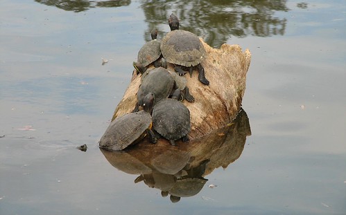 7 turtles and 6 turtle reflections