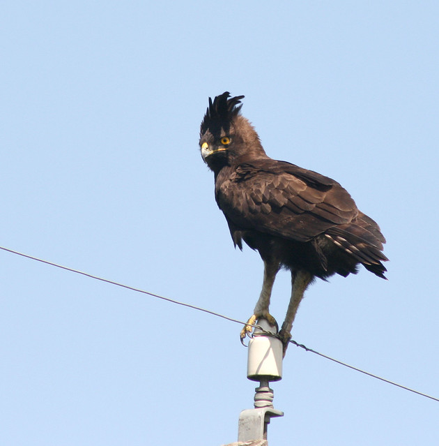 long-crested eagle | flickr – 相片分享!