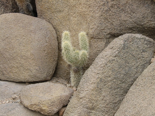 Cactus