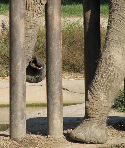 Elephant