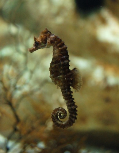 seahorse meaning