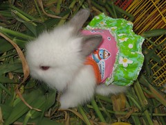 OMG!  A tiny bunny in a dress!