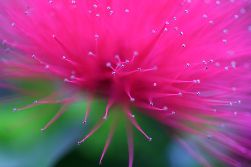 Floral Macro IMG_3036.jpg