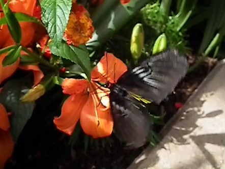 Butterfly VIDEO, 240 Frames Per Second, Fuji HS10, Insectarium, Montreal April 2010