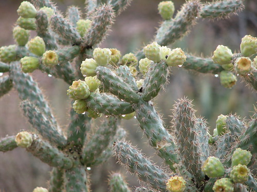 Cactus