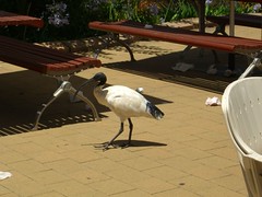 Ibis at Zoo