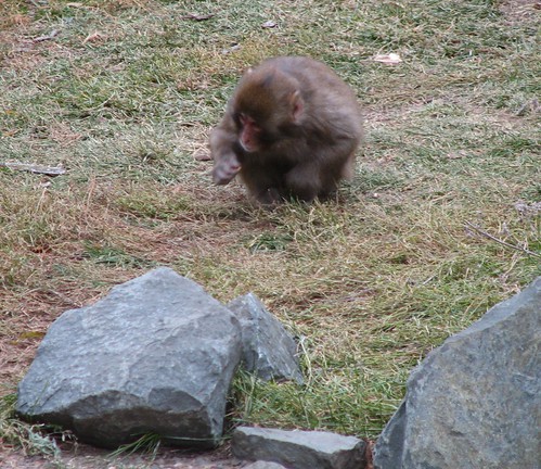 Monkey figuring out the world.