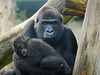 Mother and baby gorilla by mape_s
