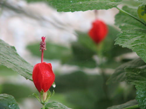 Red flowers