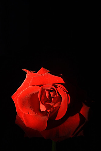 red rose on dark background