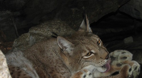 Lynx Taking a Bath