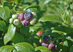 blueberries on vine