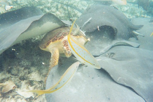 Turtle amongst sting rays - Belize