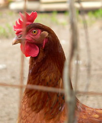 Urban Rooster