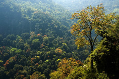 Nilgiri Hills n.2