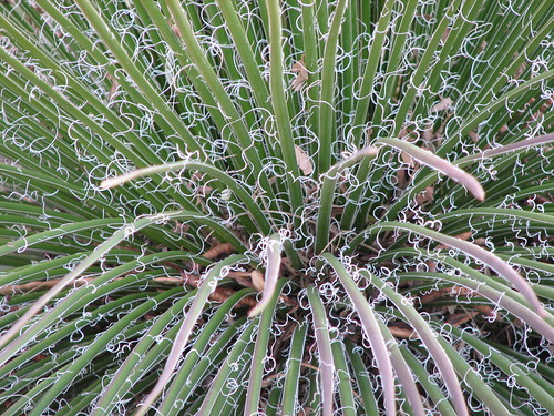 Close up of fibrous plant