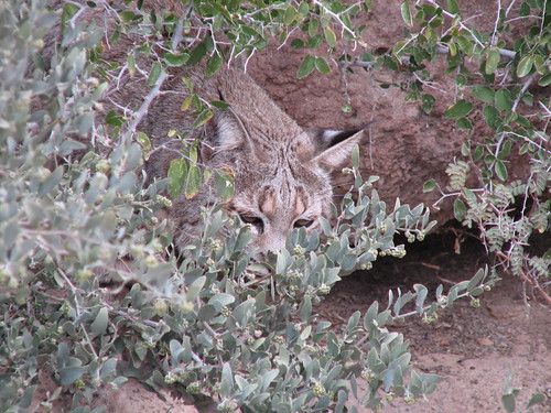 Bobcat