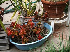 blue pot with red leaved plant