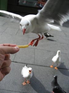 Do seagulls like fries? also called 