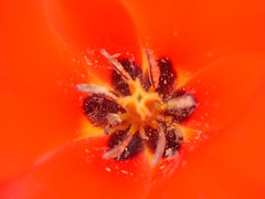 # inside of a flower # (April)