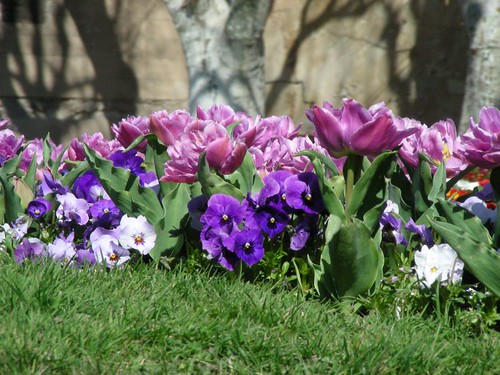 pansies and tulips