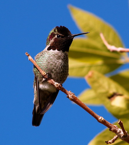Flickr: Discussing Hummingbirds in Arizona in Arizona Wonders (up to 3 ...