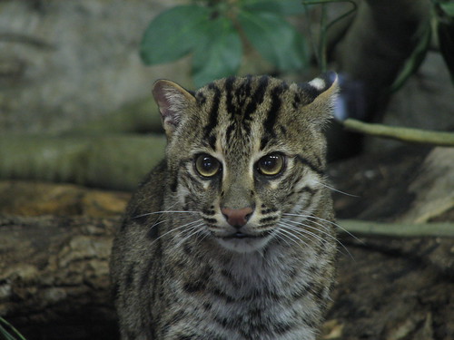 Fishing Cat