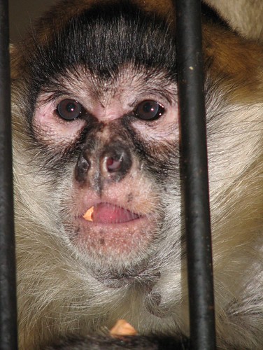 Monkey