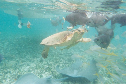 A turtle feeds on conch - Belize