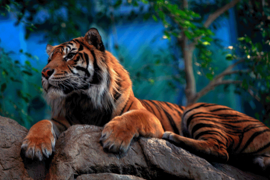 Тигр. Тигр картинки. Тигр гифки. Анимация тигров. Animated photo