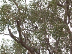 Koala and baby in the wild
