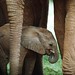  Adopting an Elephant