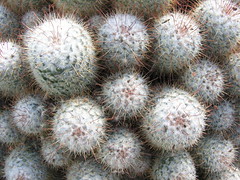 Cacti