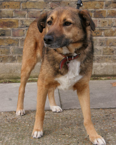 medium sized cross breed dog