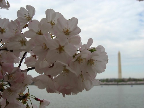 Cherry Blossoms and Washington Monument