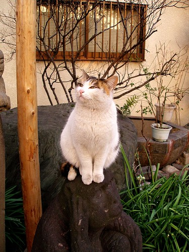 Temple cat 3