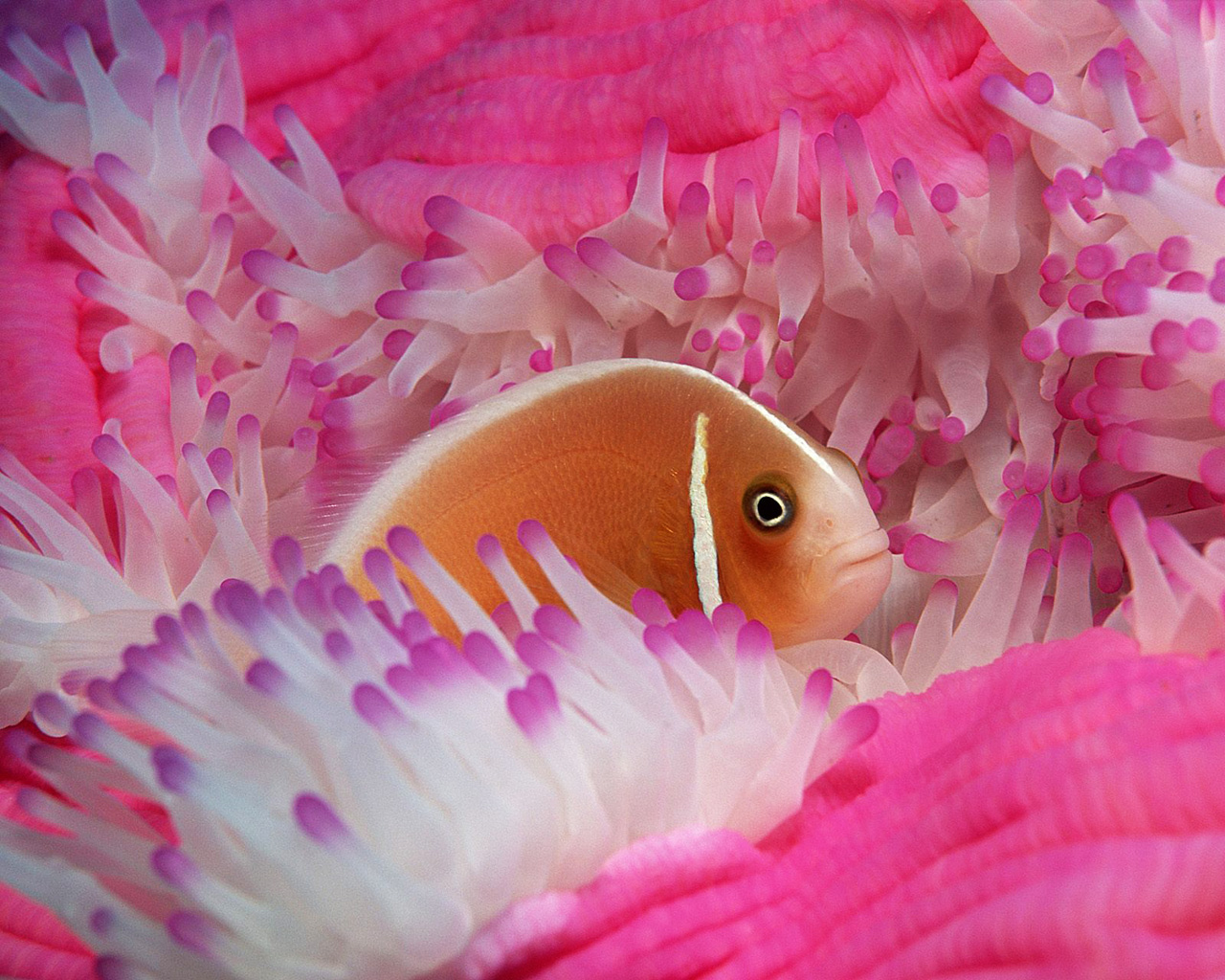 MOVIE STUFF: Beautiful Fish Wallpapers